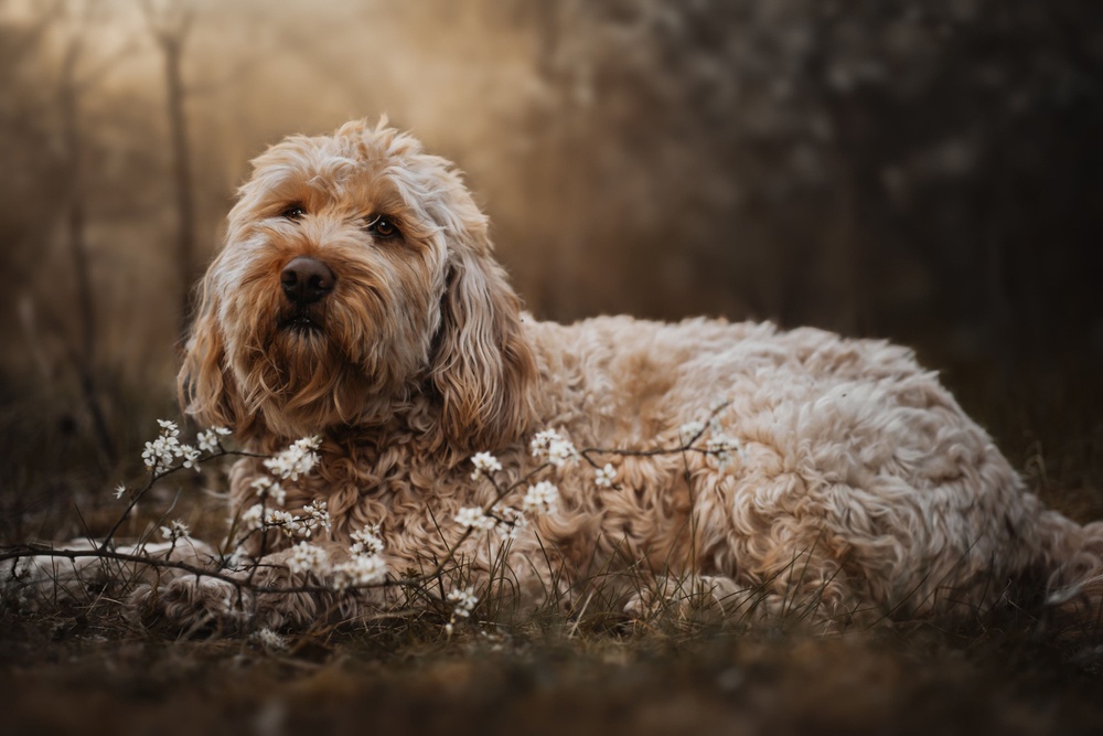 perro de nutria