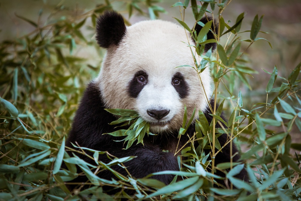 Un panda peligroso Un panda peligroso