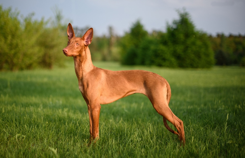 Perro del Faraón Perro del Faraón