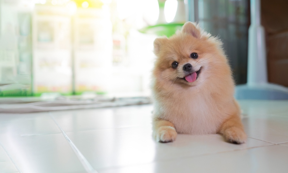 Pomerania Pomerania