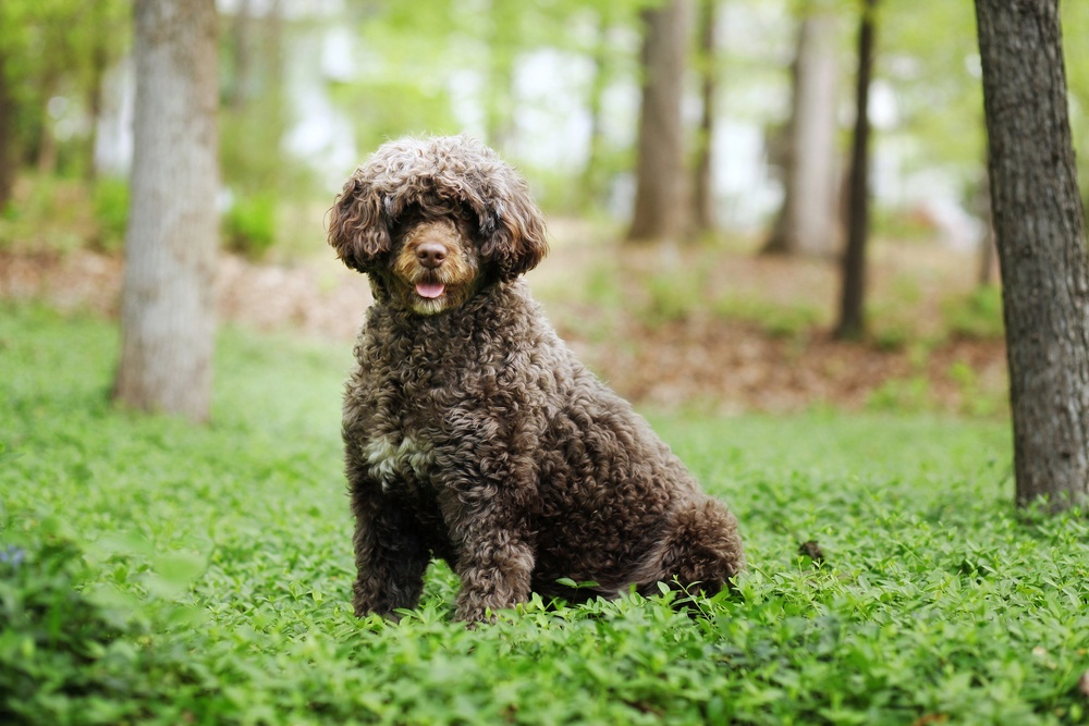 Perro de Aguas Portugués