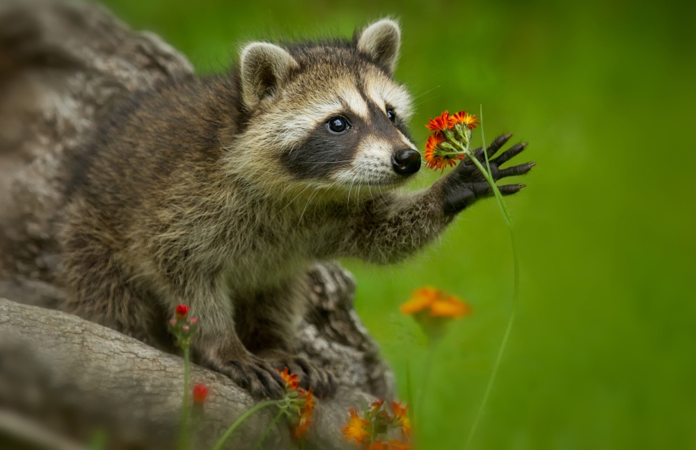 Mapache Mapache