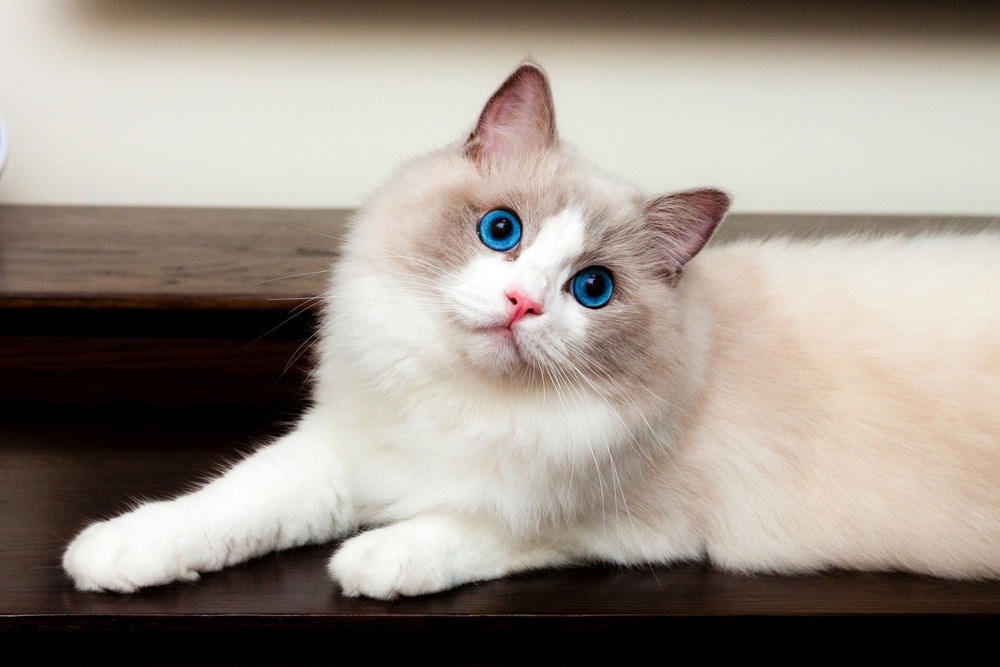 Ragdoll Ragdoll