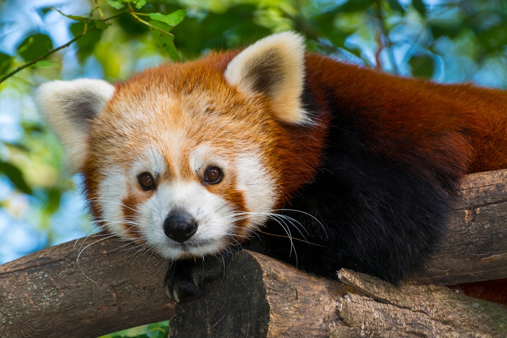 Panda rojo