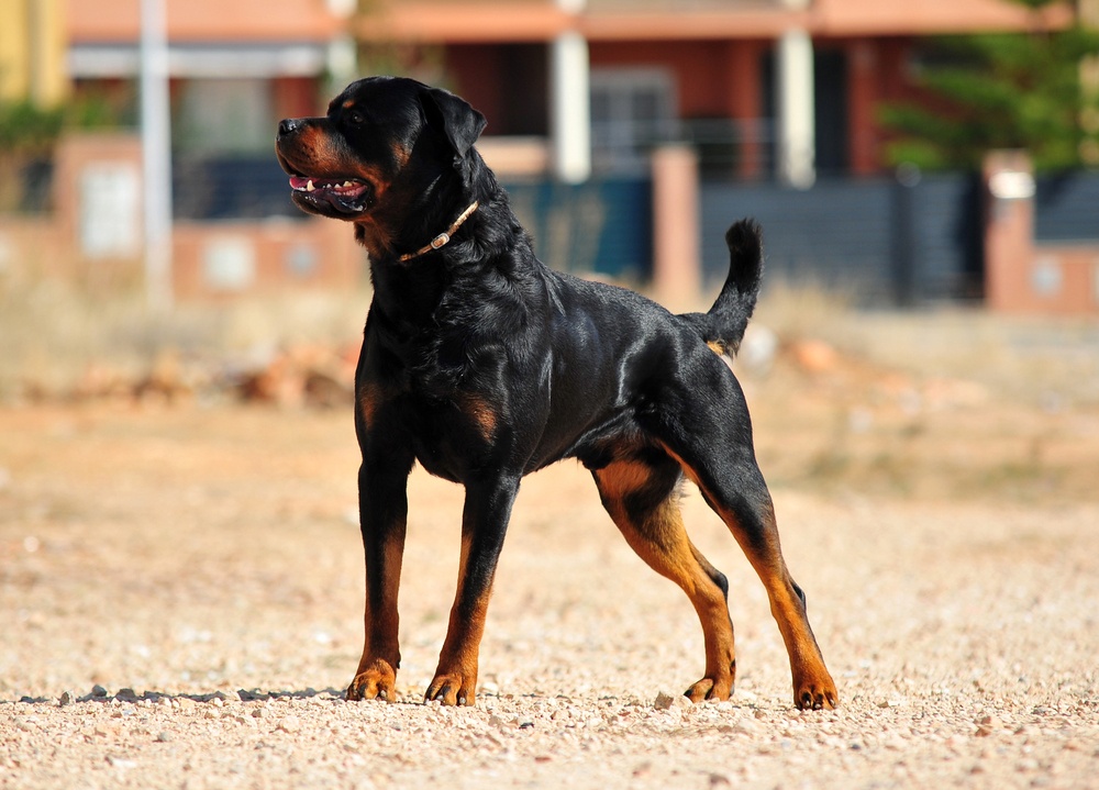 Rottweiler