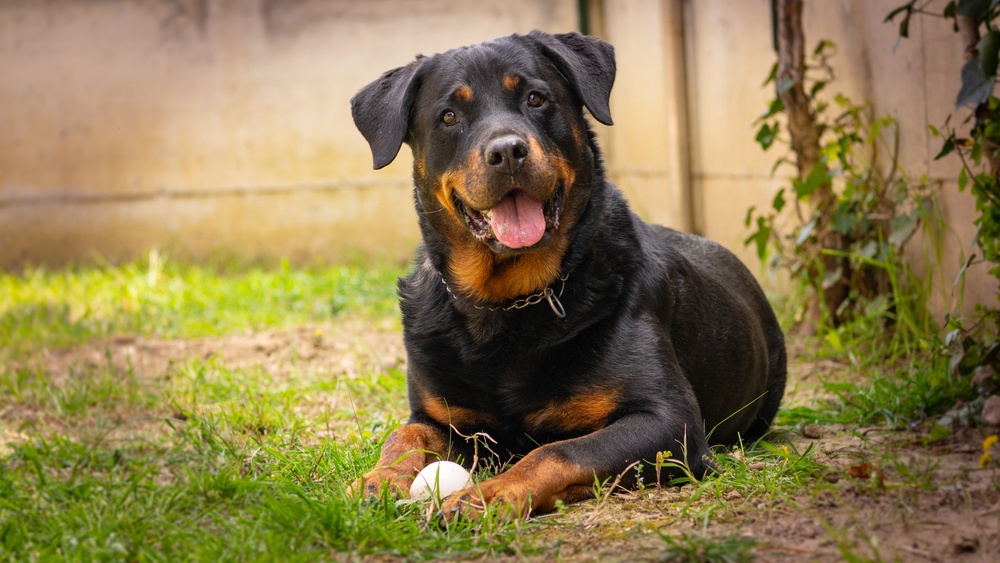 Rottweiler Rottweiler