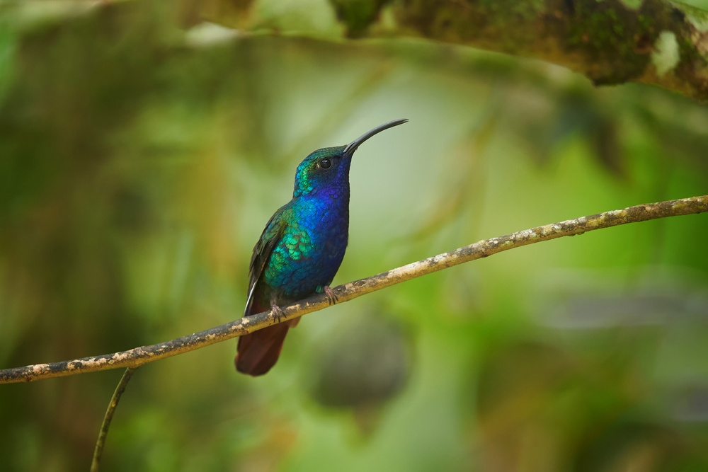 Colibrí de Santa Marta Colibrí de Santa Marta