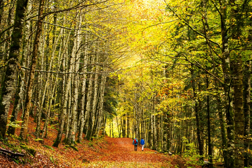 Selva de Irati, Navarra Selva de Irati, Navarra