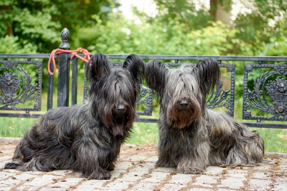 Skye Terrier Skye Terrier