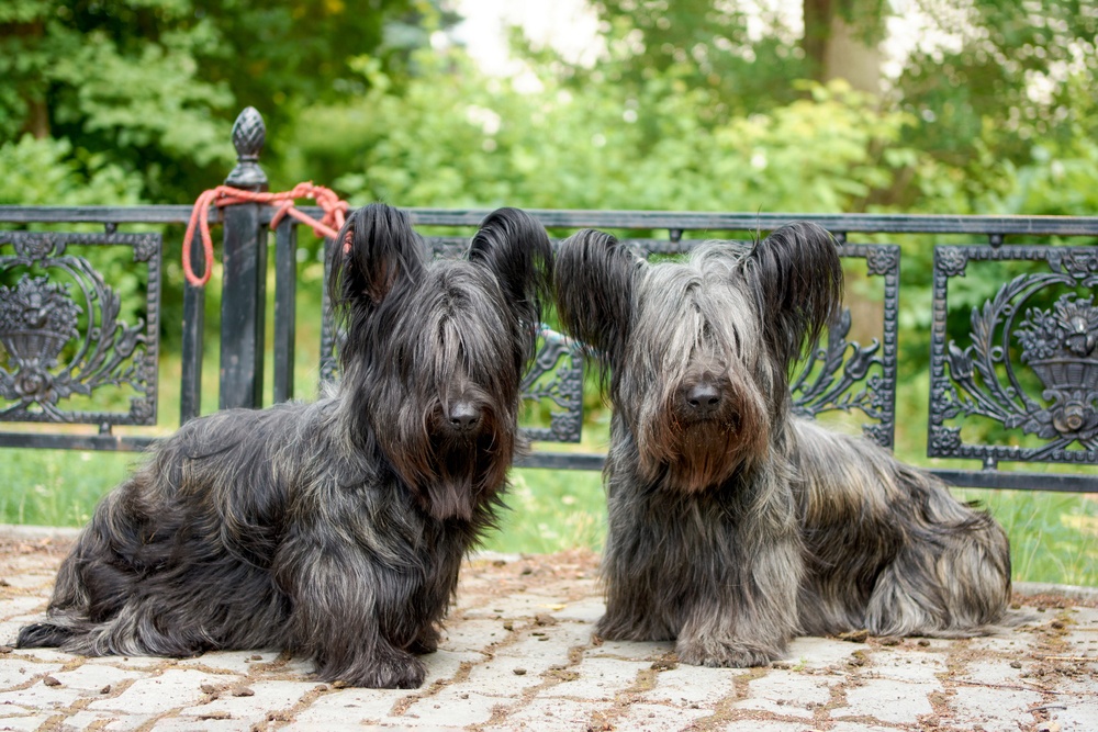 Skye Terrier