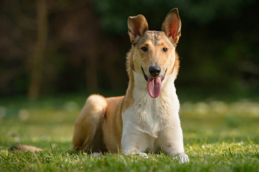 Collie de pelo corto Collie de pelo corto