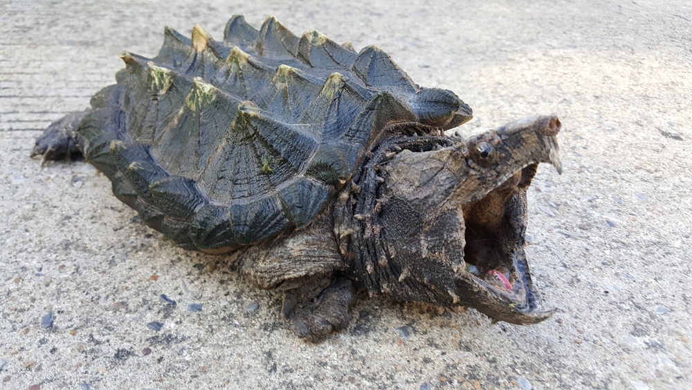 Tortuga mordedora Tortuga mordedora