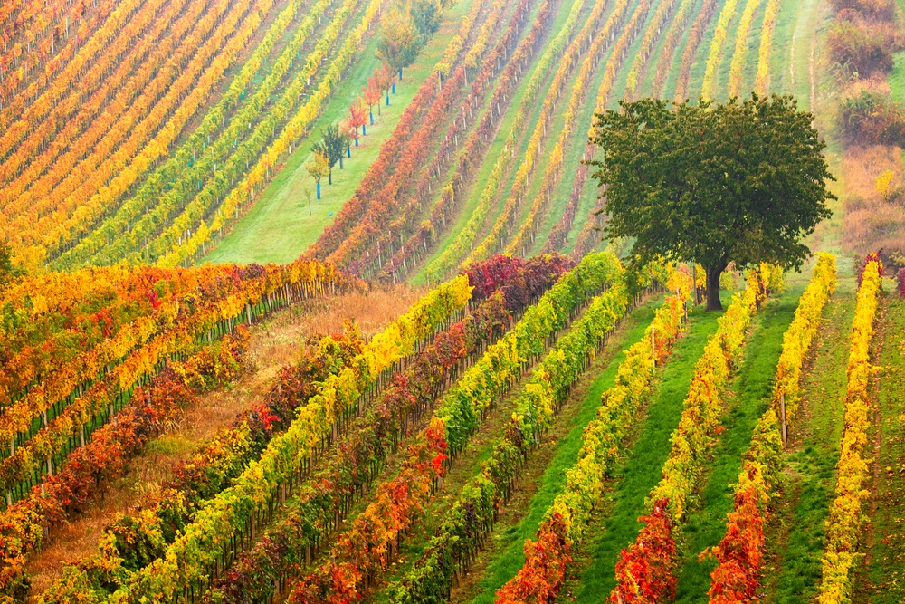 Región de Moravia Meridional Región (República Checa)