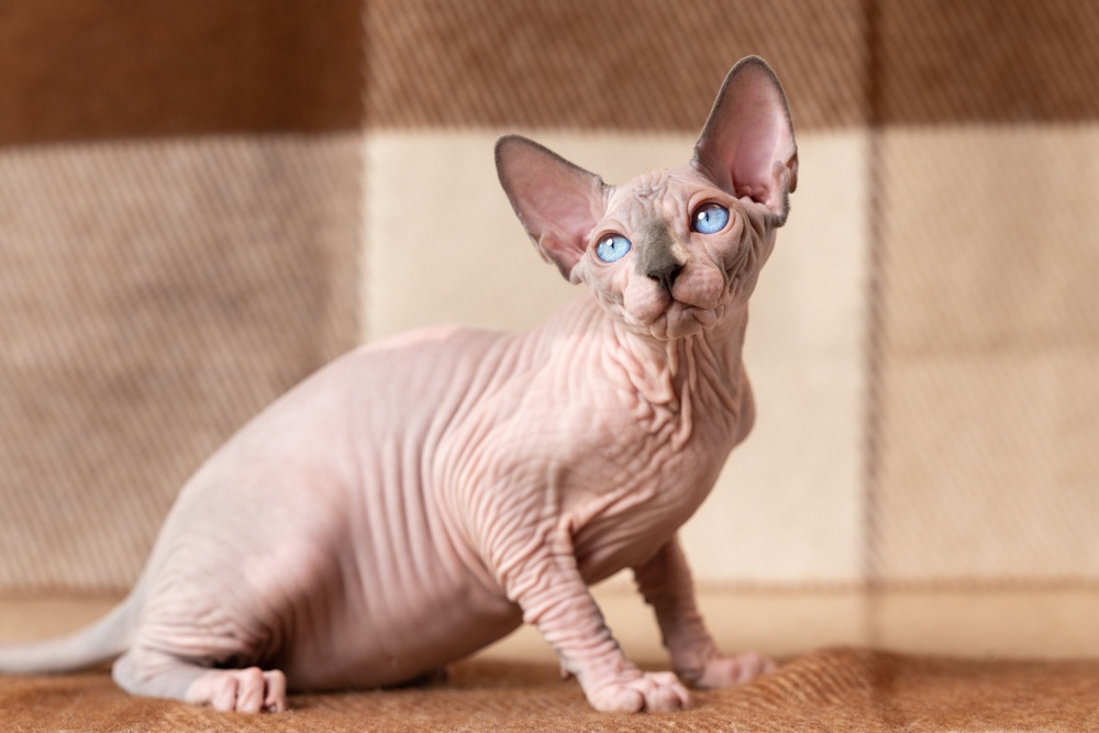 Sphynx Sphynx