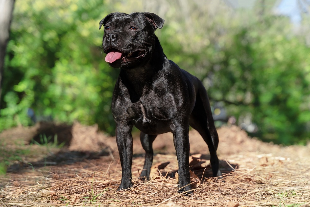 Staffordshire bull terrier Staffordshire bull terrier