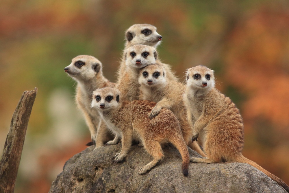Suricata Suricata