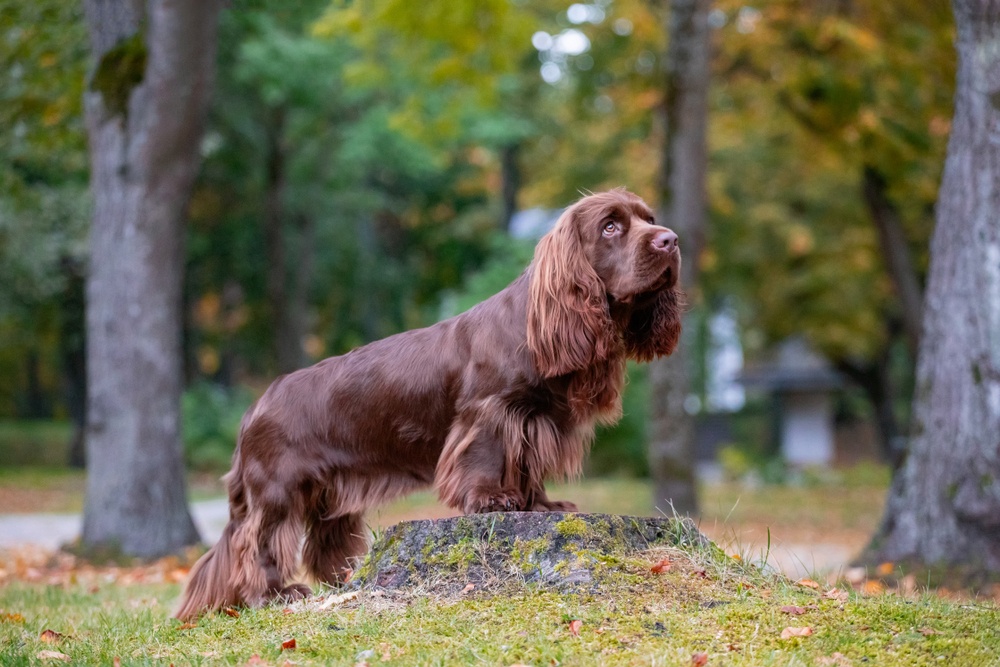 Sussex Spaniel Sussex Spaniel
