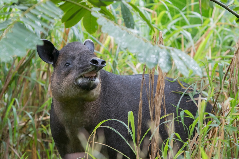Tapir Tapir