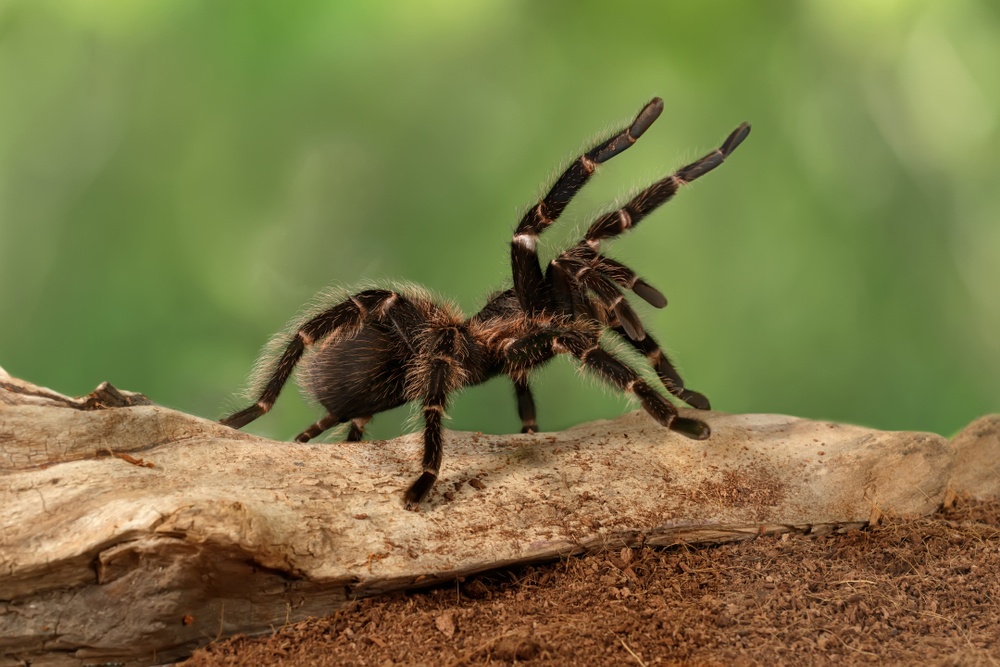 Tarántula Tarántula