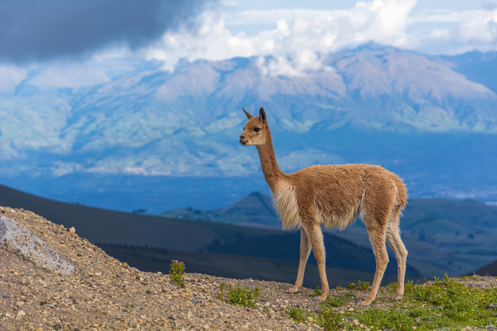 Vicuña Vicuña