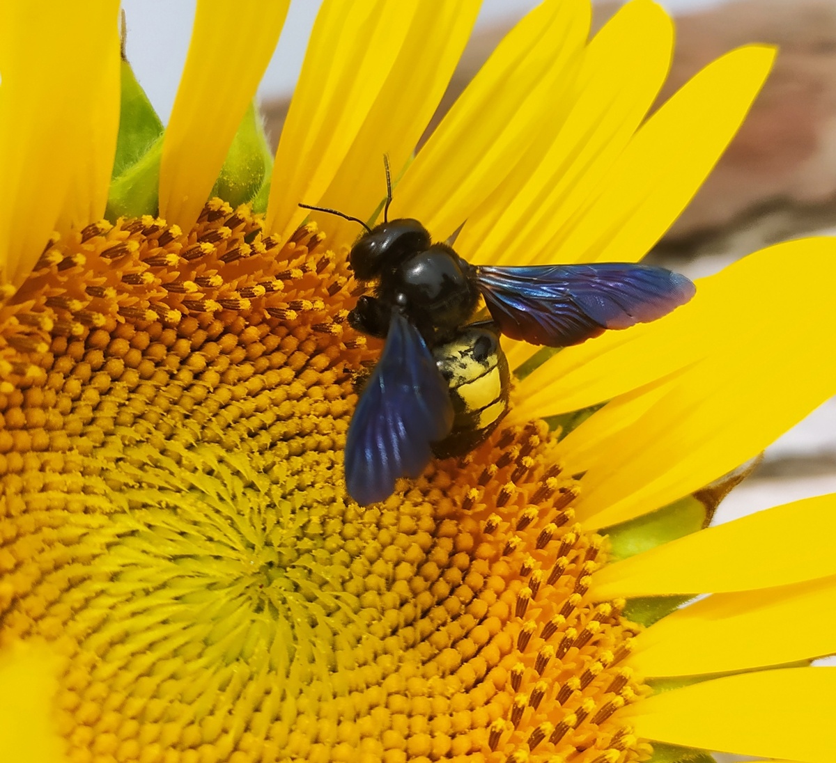Abeja de Wallace Abeja de Wallace
