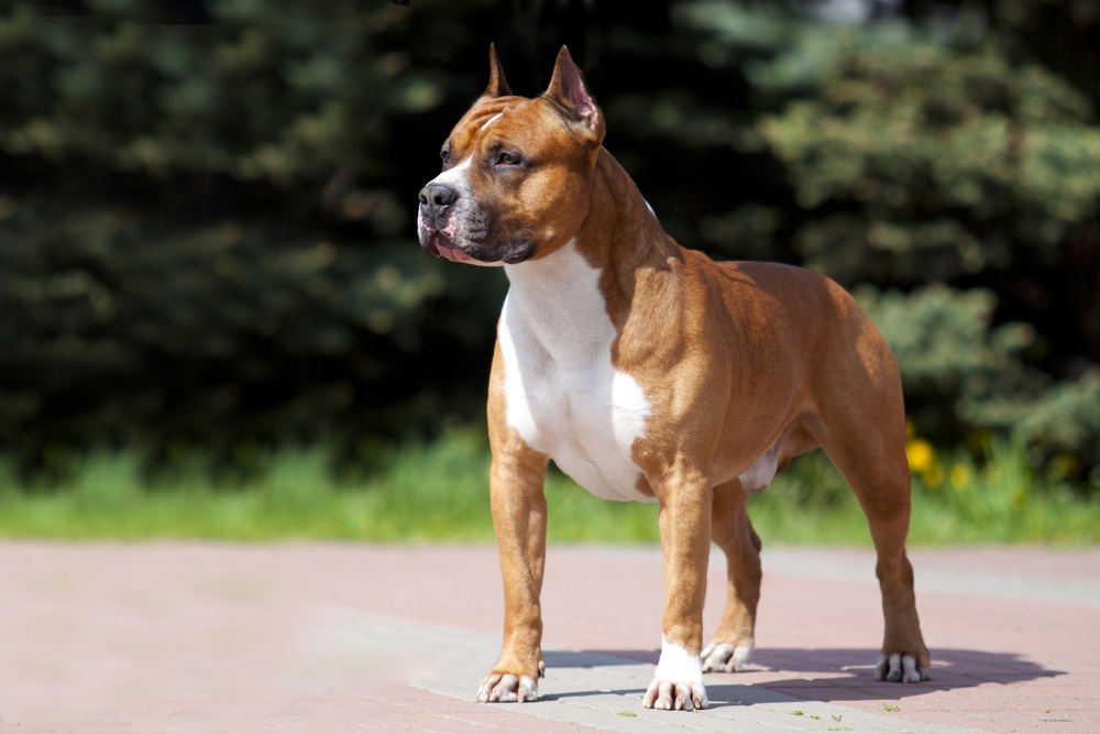 Staffordshire terrier americano Staffordshire terrier americano