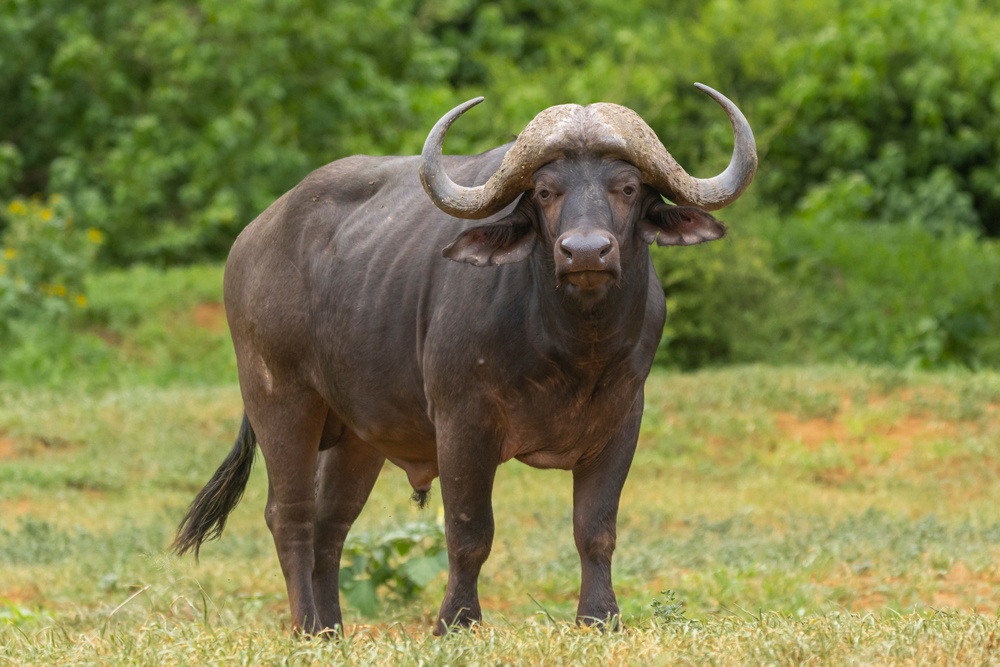 Búfalo Búfalo