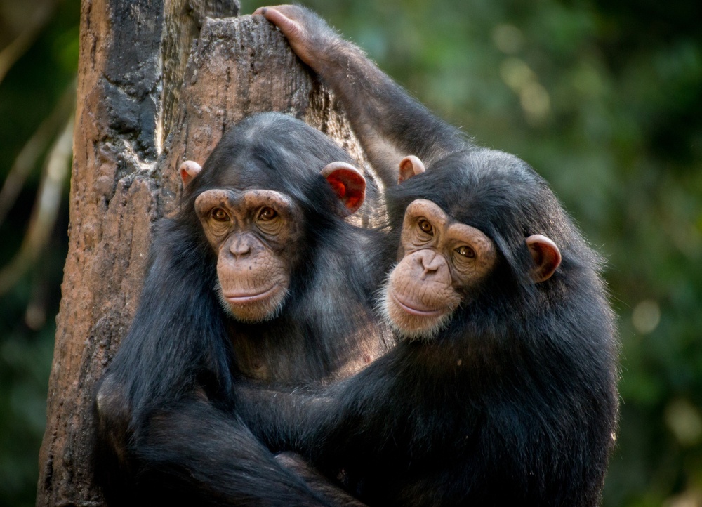 Chimpancé Chimpancé