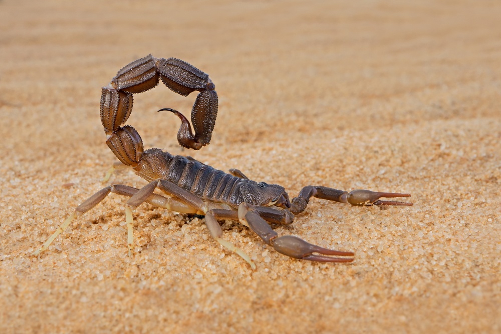 Escorpión Escorpión