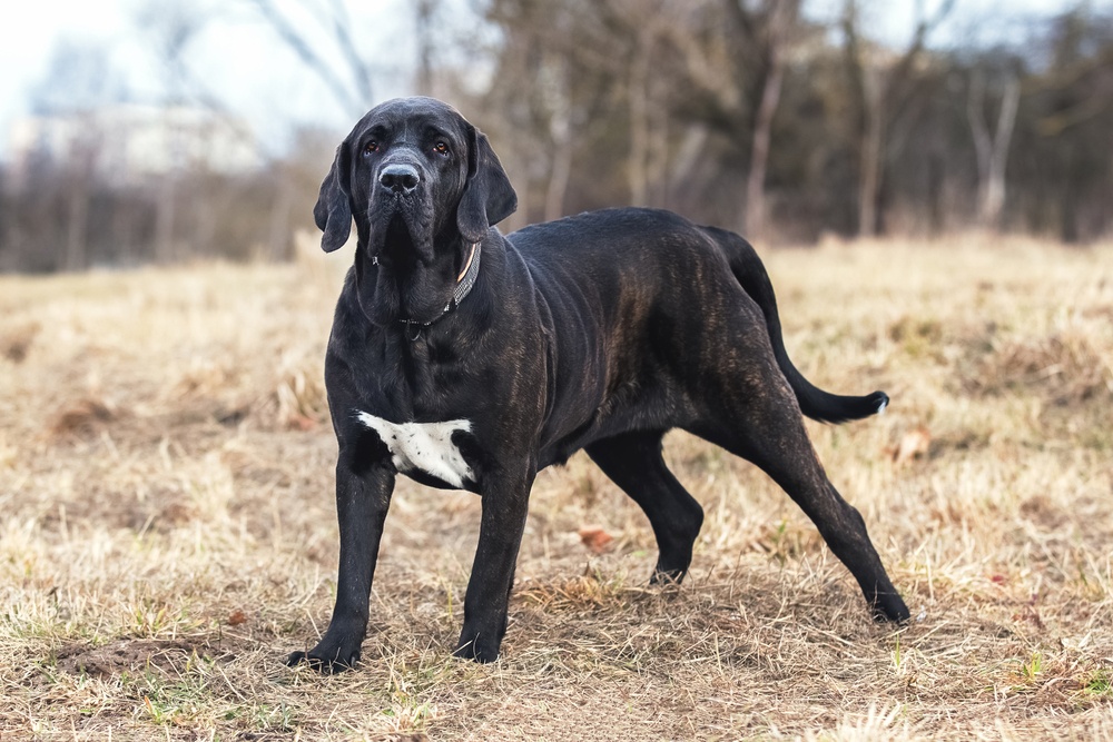 Fila Brasileiro Fila Brasileiro