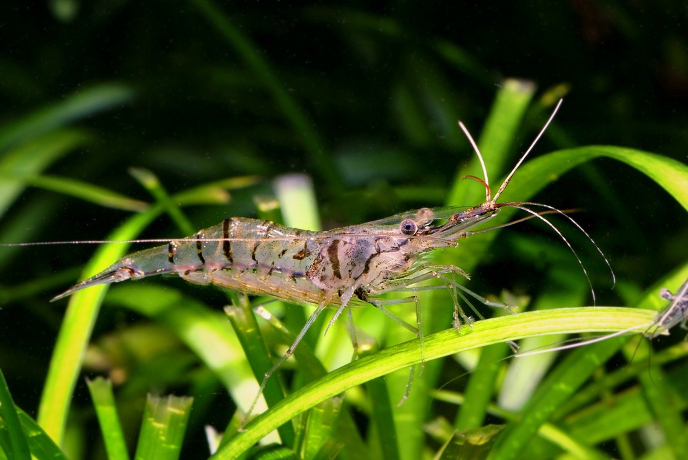 Gamba de agua dulce