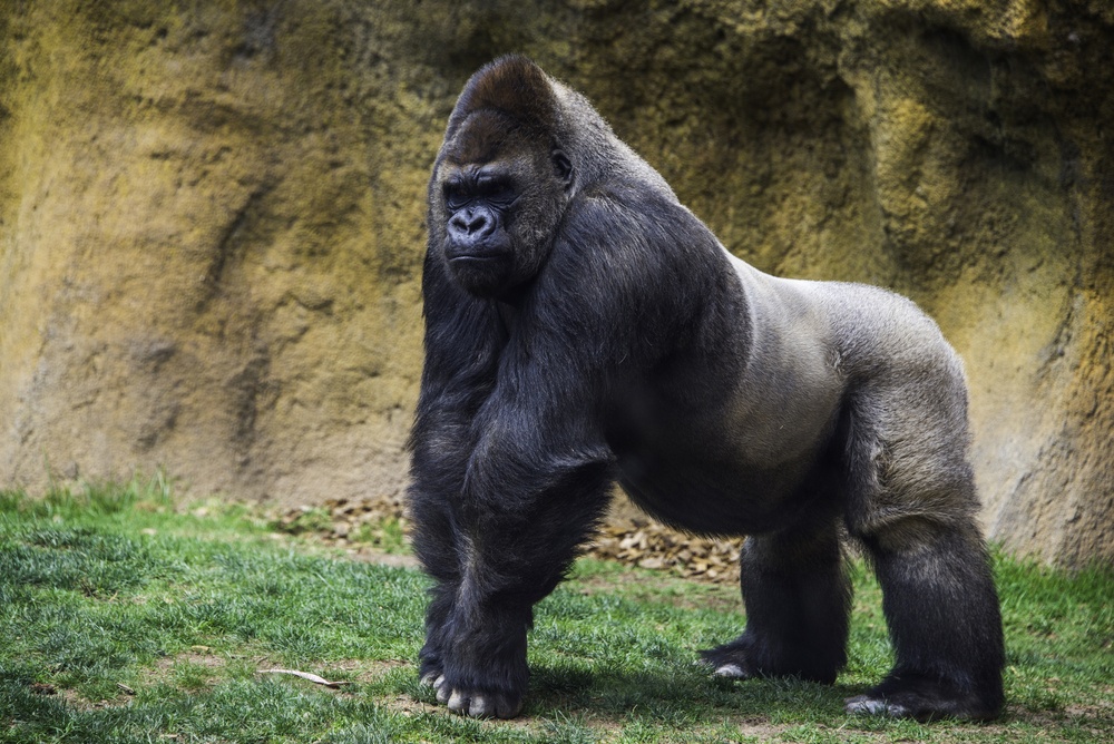 La muerte de Harambe La muerte de Harambe