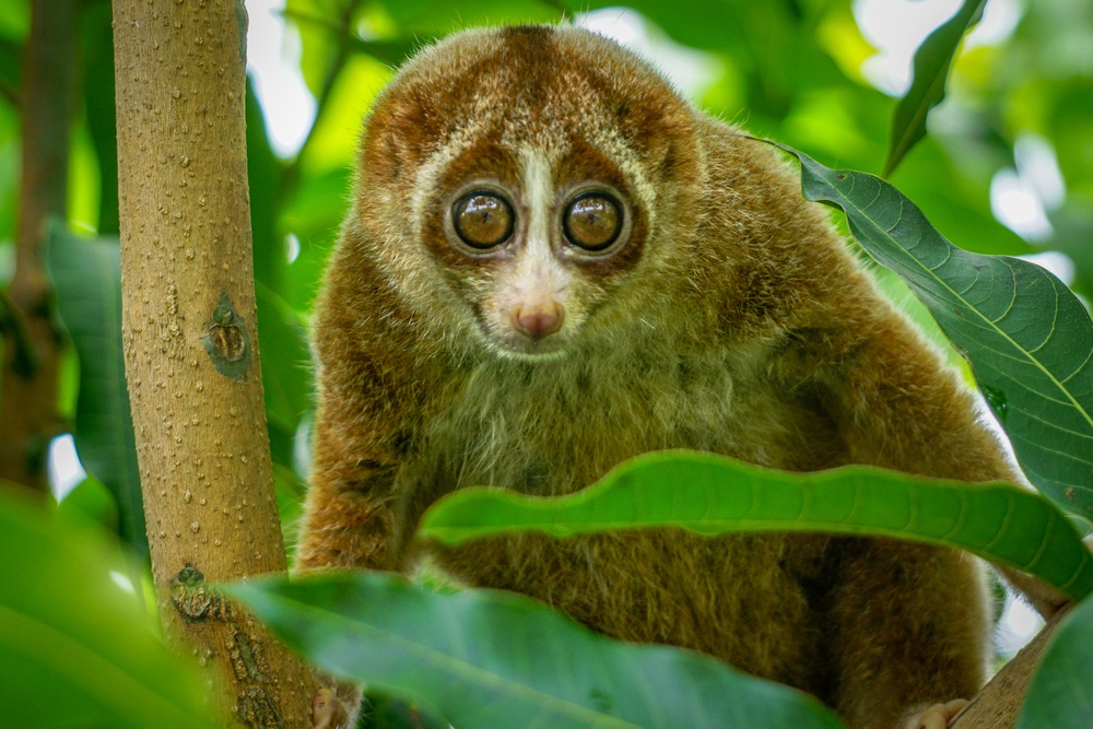 Loris Perezoso Loris Perezoso