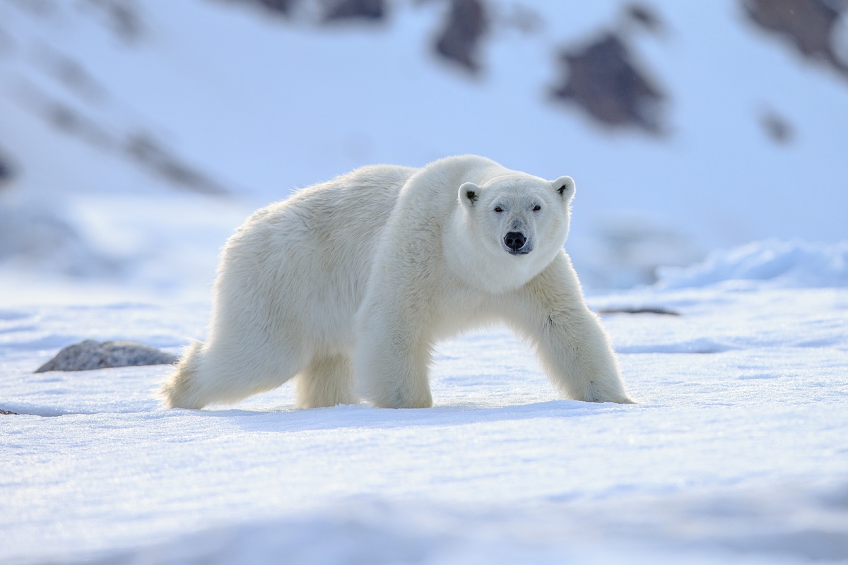 Oso polar Oso polar