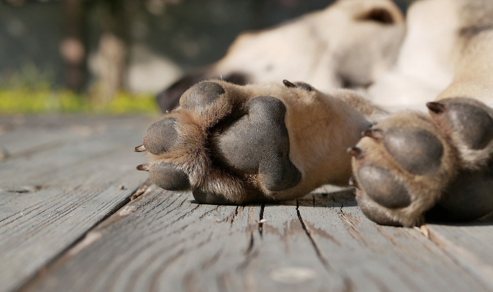 Que les toquen las almohadillas de las patas Que les toquen las almohadillas de las patas