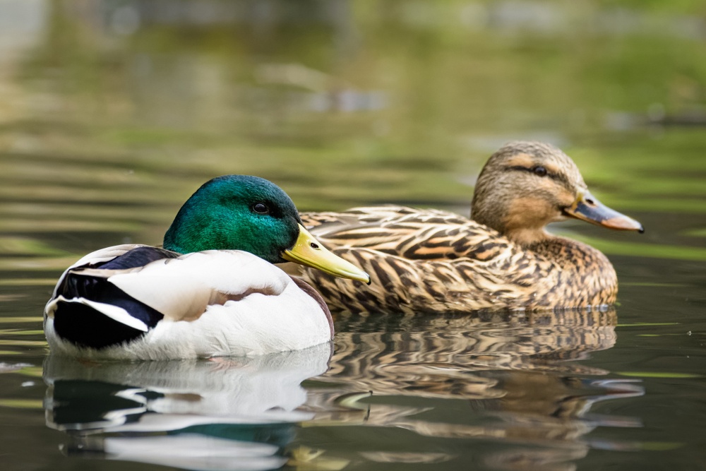 Pato Pato