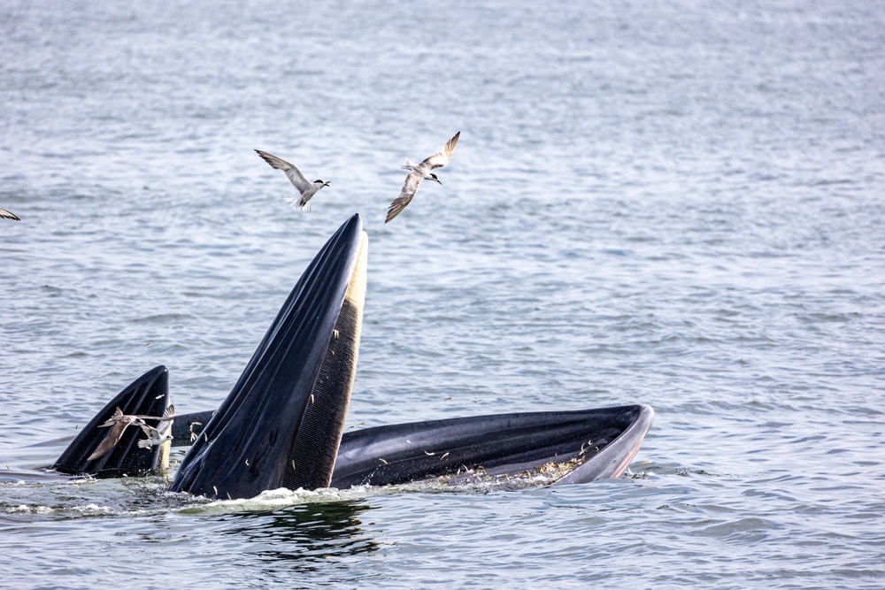 Ballena Omura Ballena Omura