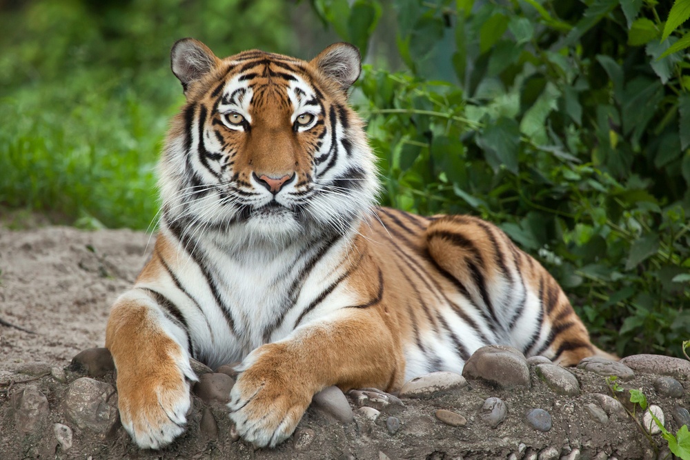 Tragedia en el zoo de Copenhague Tragedia en el zoo de Copenhague