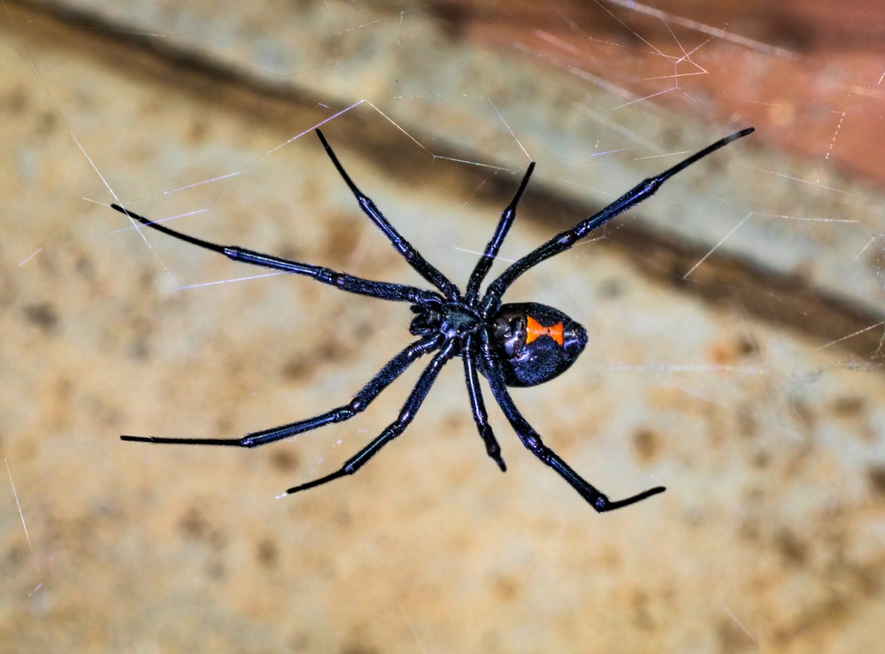 Araña viuda negra