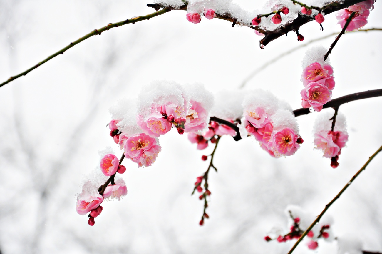 Estas son las flores que tienes que conocer de cara al invierno Estas son las flores que tienes que conocer de cara al invierno