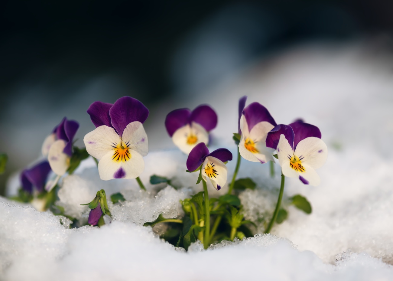Violas Violas