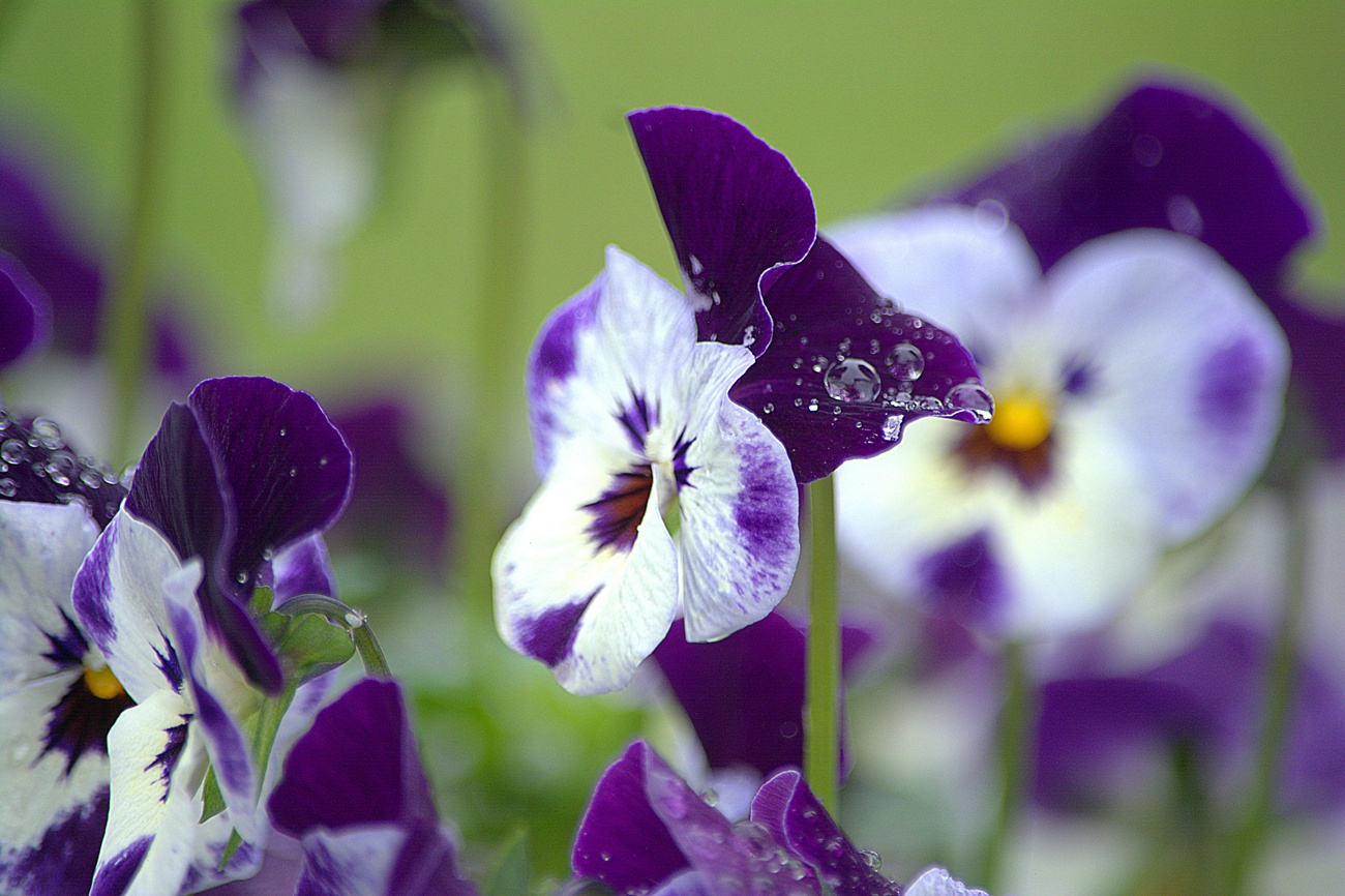 Violas Violas
