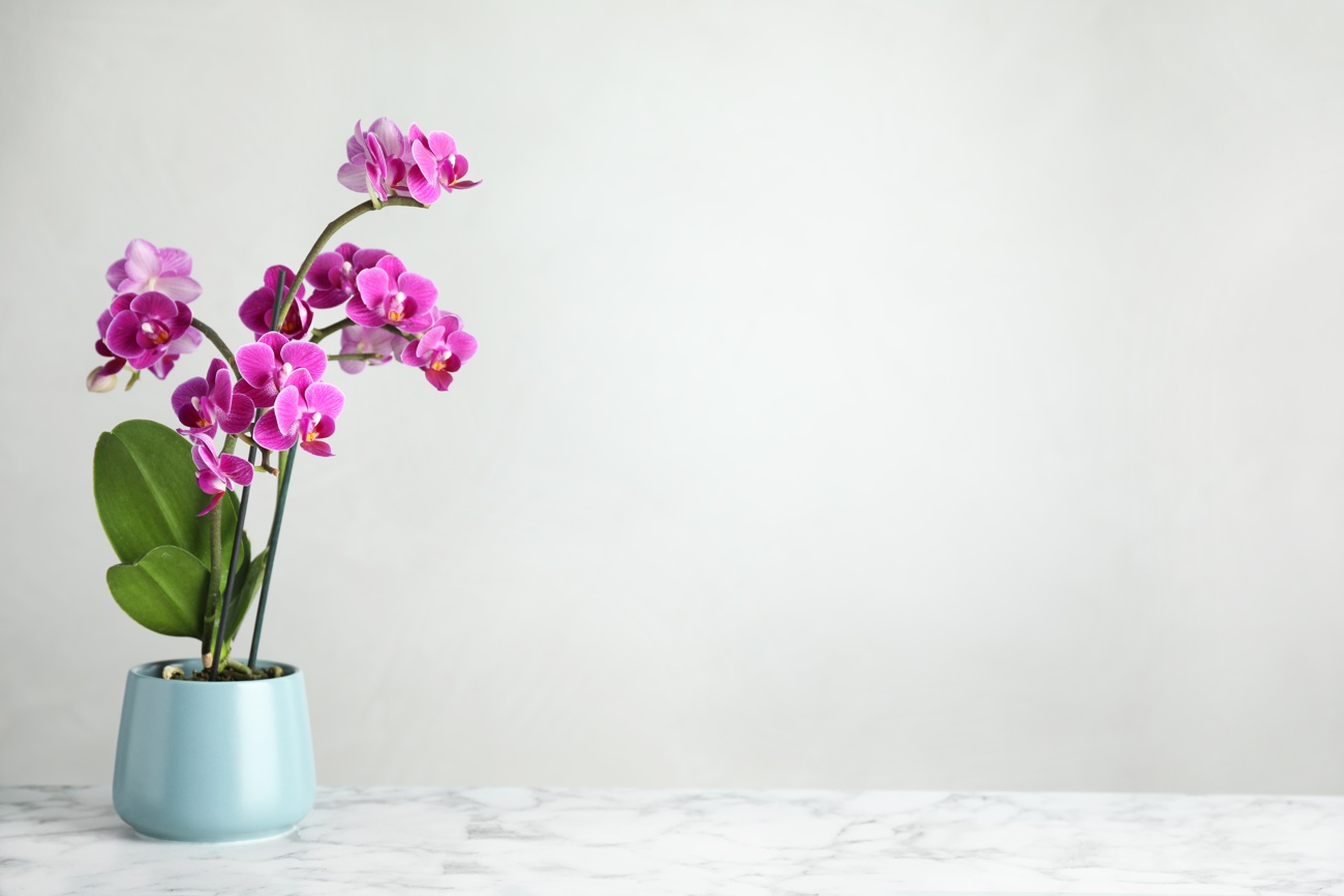 Orquídea Orquídea