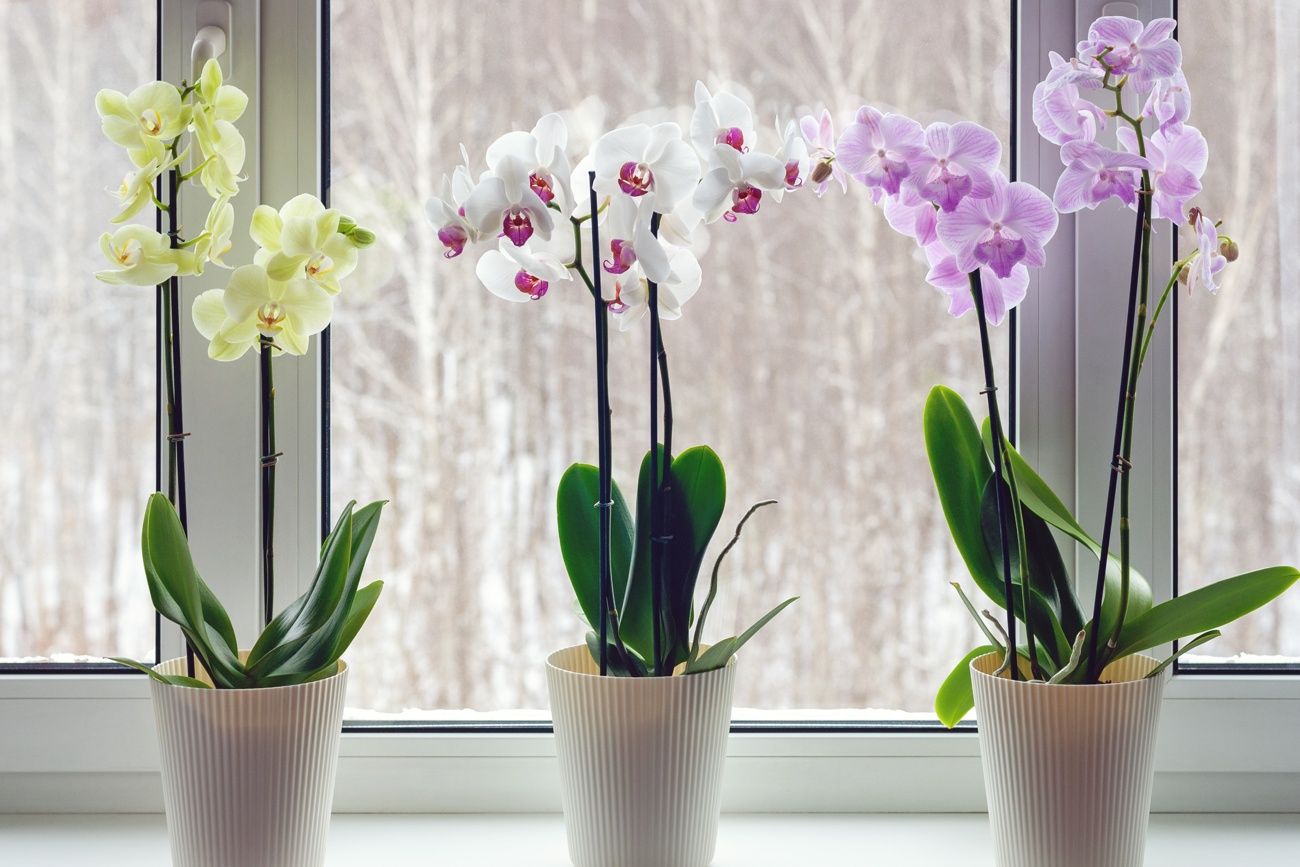 Orquídea Orquídea