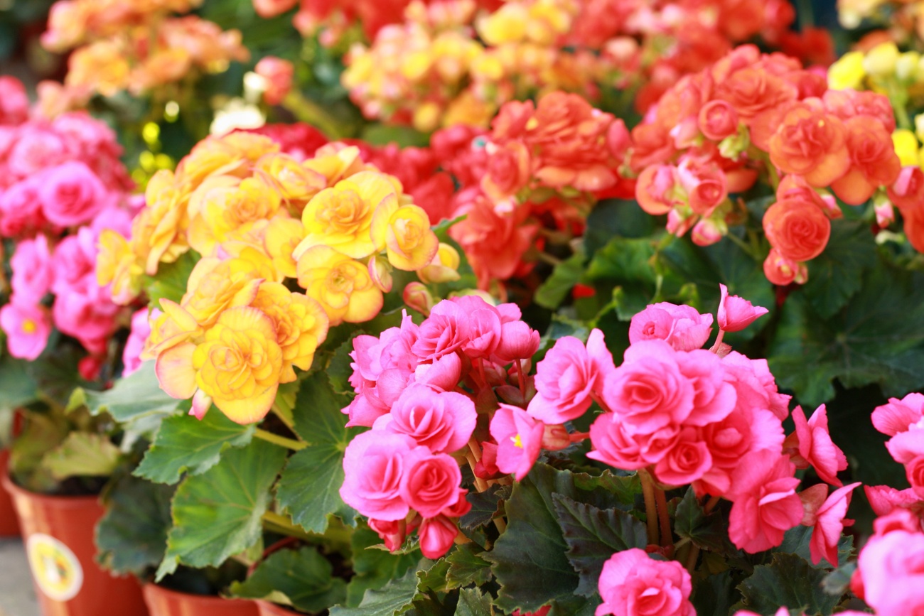 Begonia Begonia