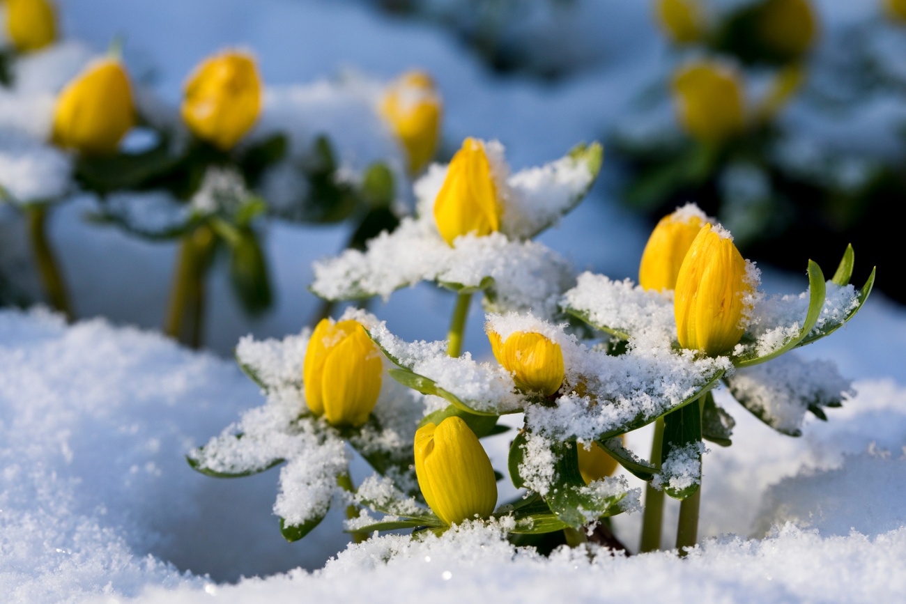 Acónitos de invierno Acónitos de invierno