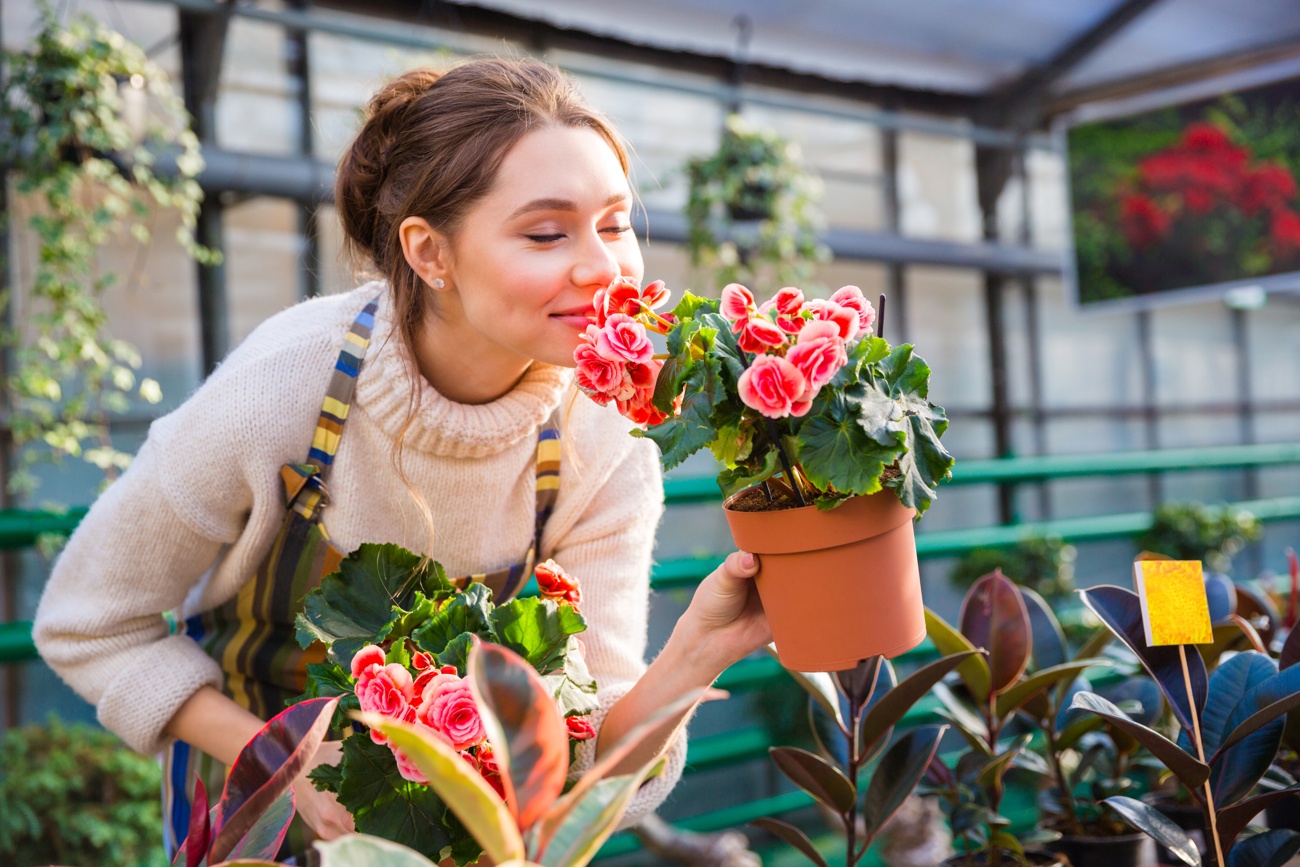 Begonia Begonia