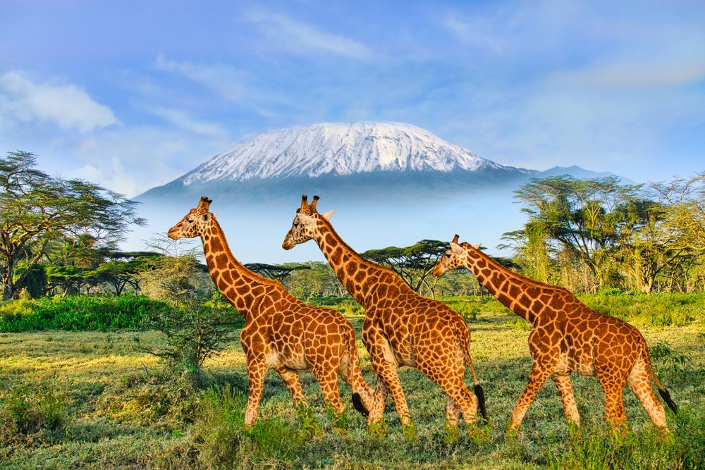 Parque Nacional de Amboseli (Kenia) Parque Nacional de Amboseli (Kenia)