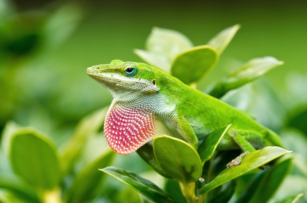 La adaptación de los anolis verdes La adaptación de los anolis verdes