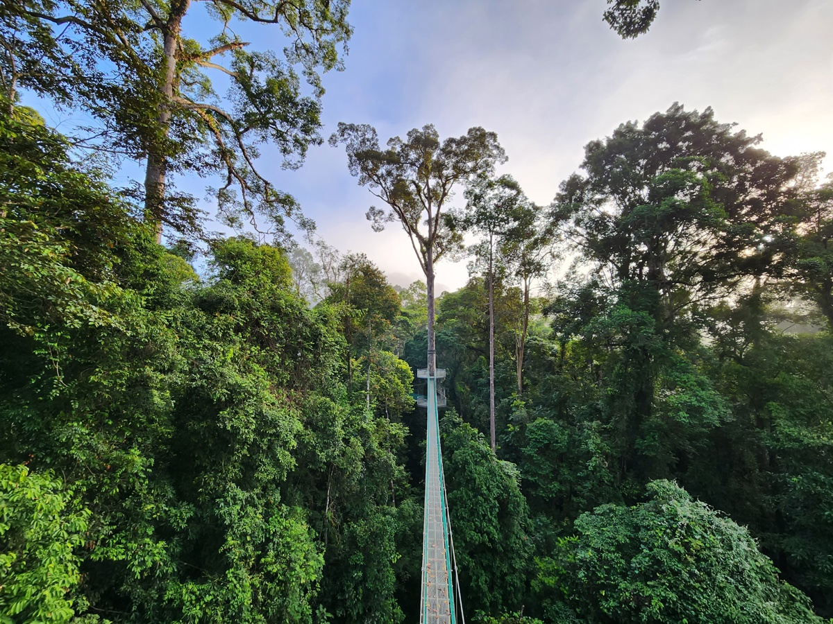 Menara (Zona de Conservación del Valle del Danum, Malasia) Menara (Zona de Conservación del Valle del Danum, Malasia)